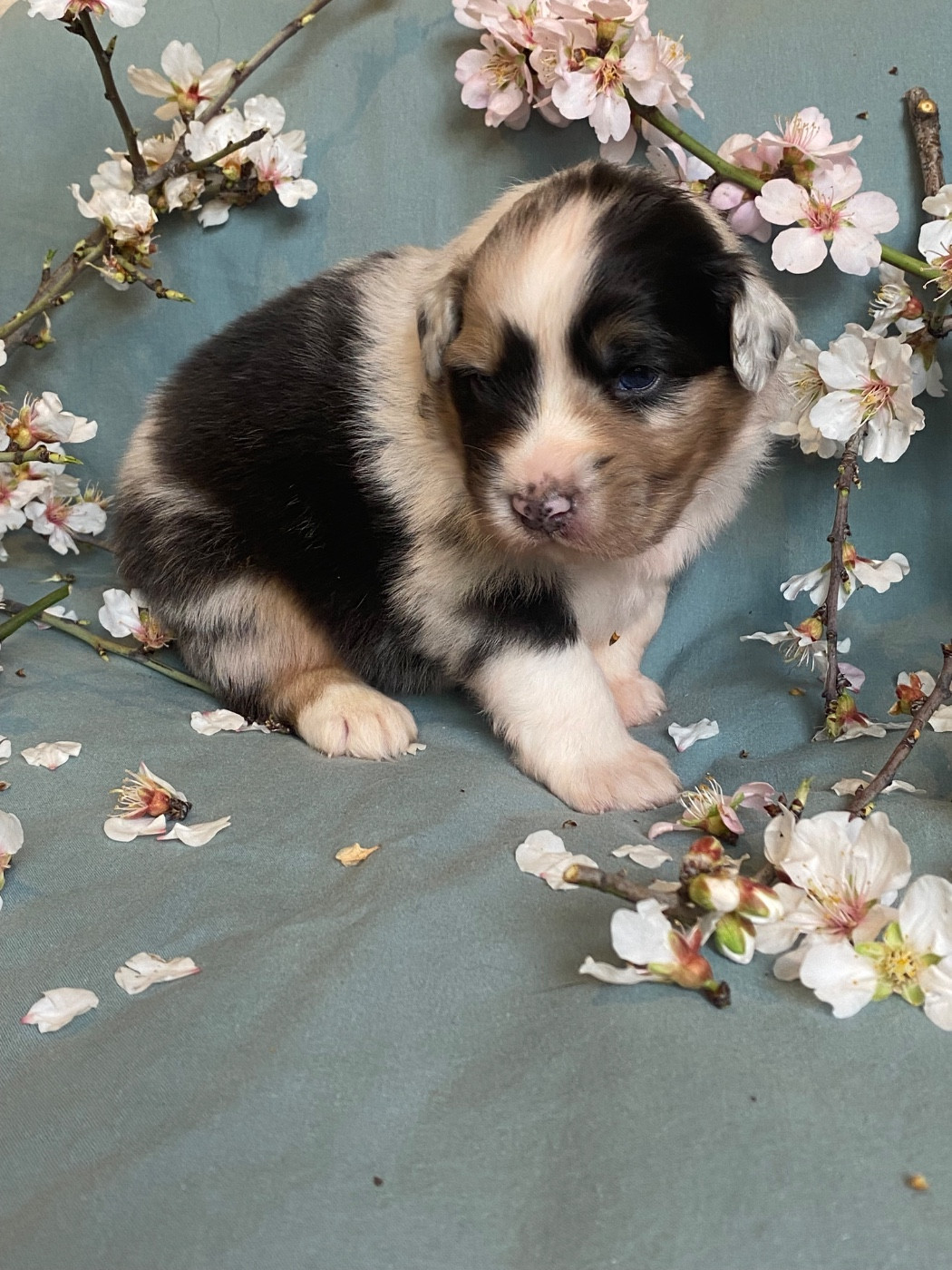 Blooming Mimosa Scabrella