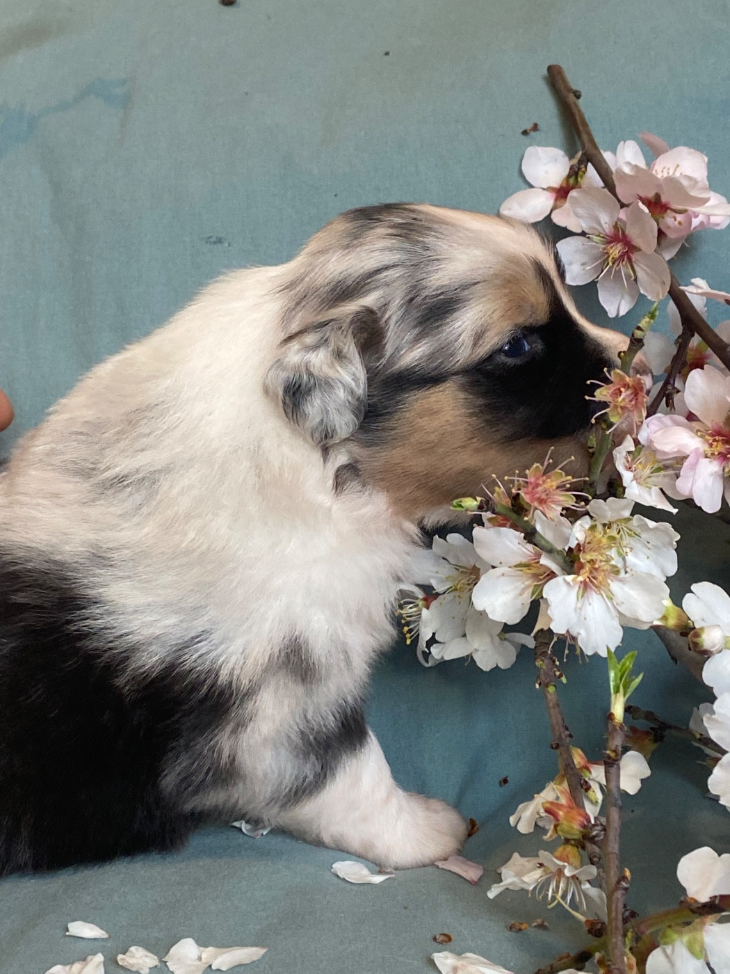 Blooming Mimosa Scabrella