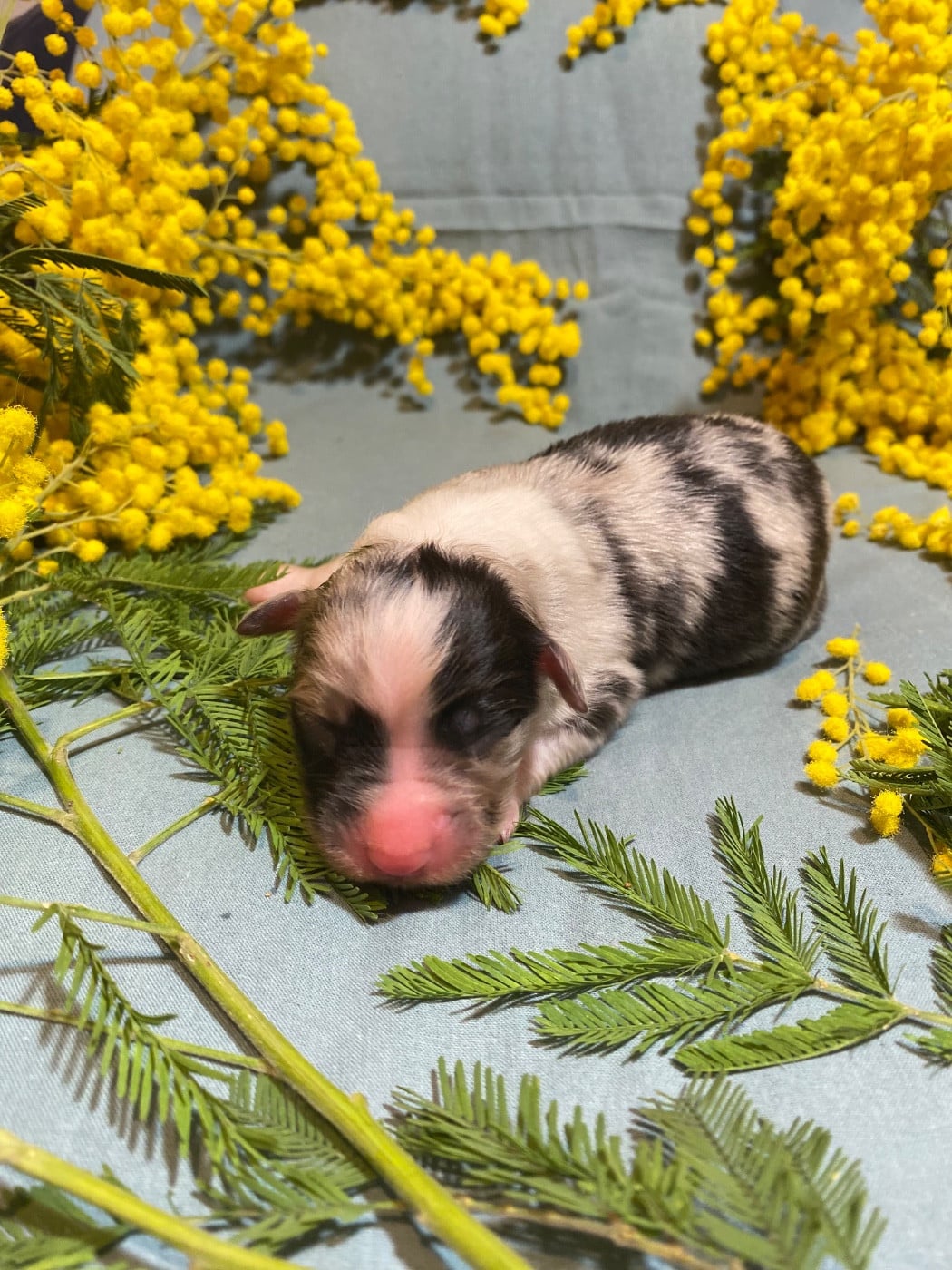 Blooming Mimosa Scabrella