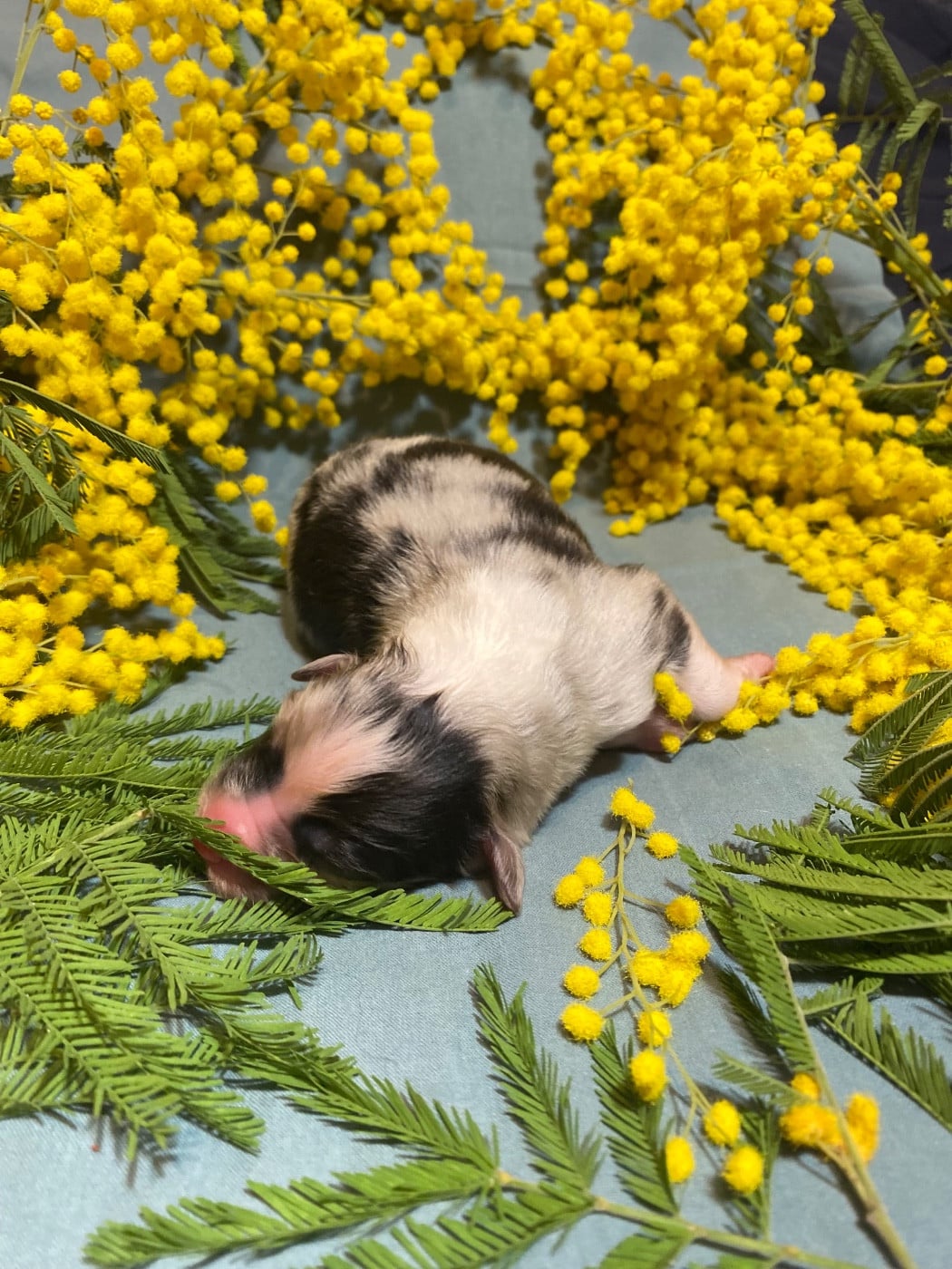 Blooming Mimosa Scabrella