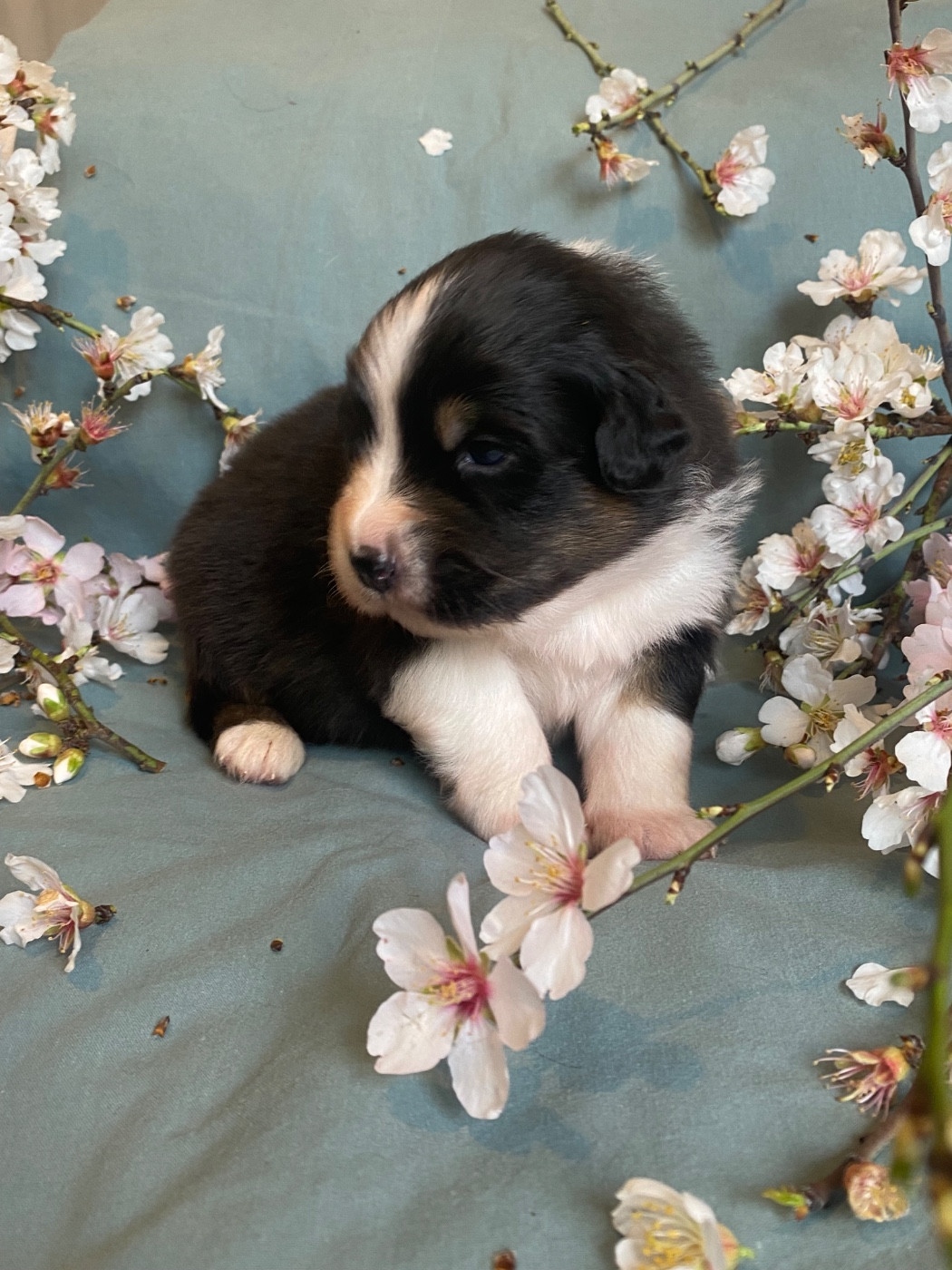 Blooming Malva Silvestris