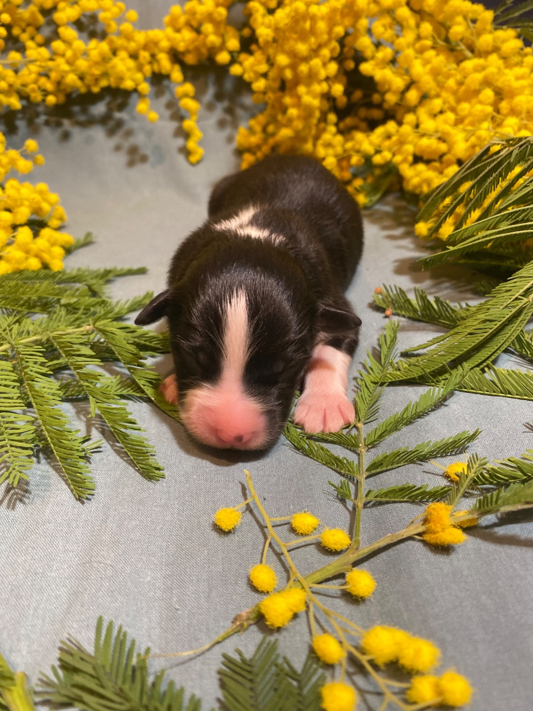 Blooming Malva Silvestris