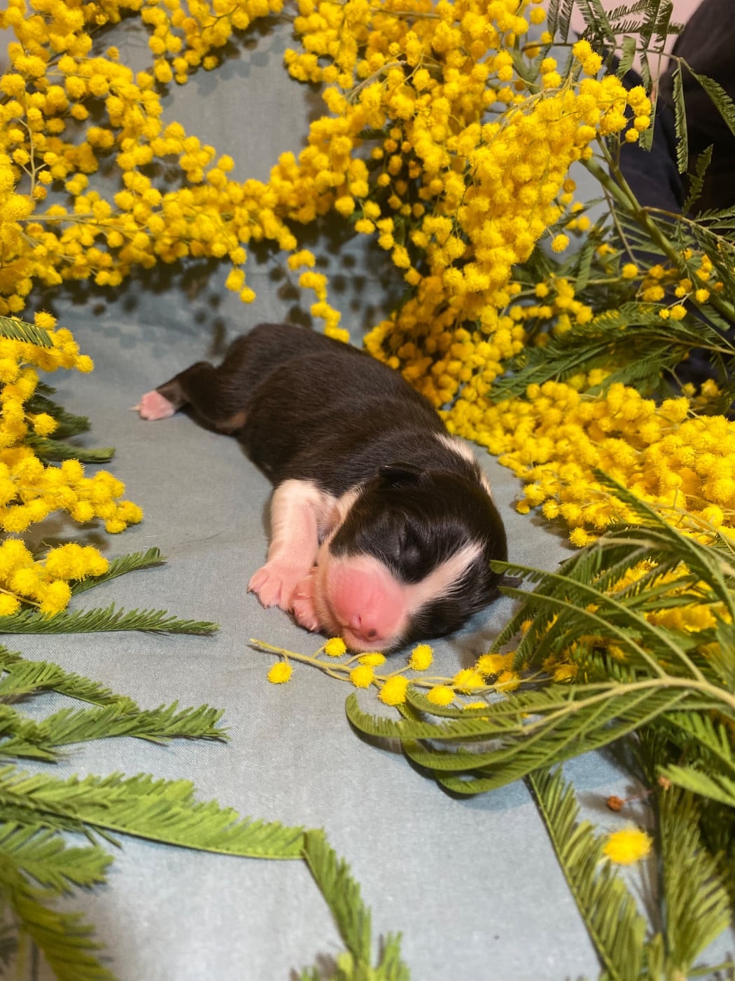 Blooming Malva Silvestris