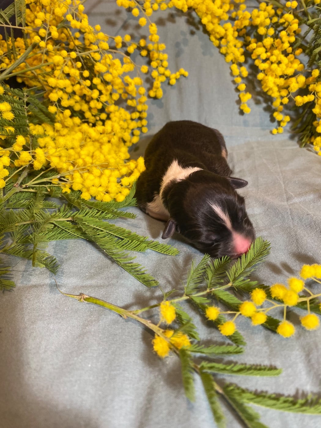 Blooming Bellis Perenis