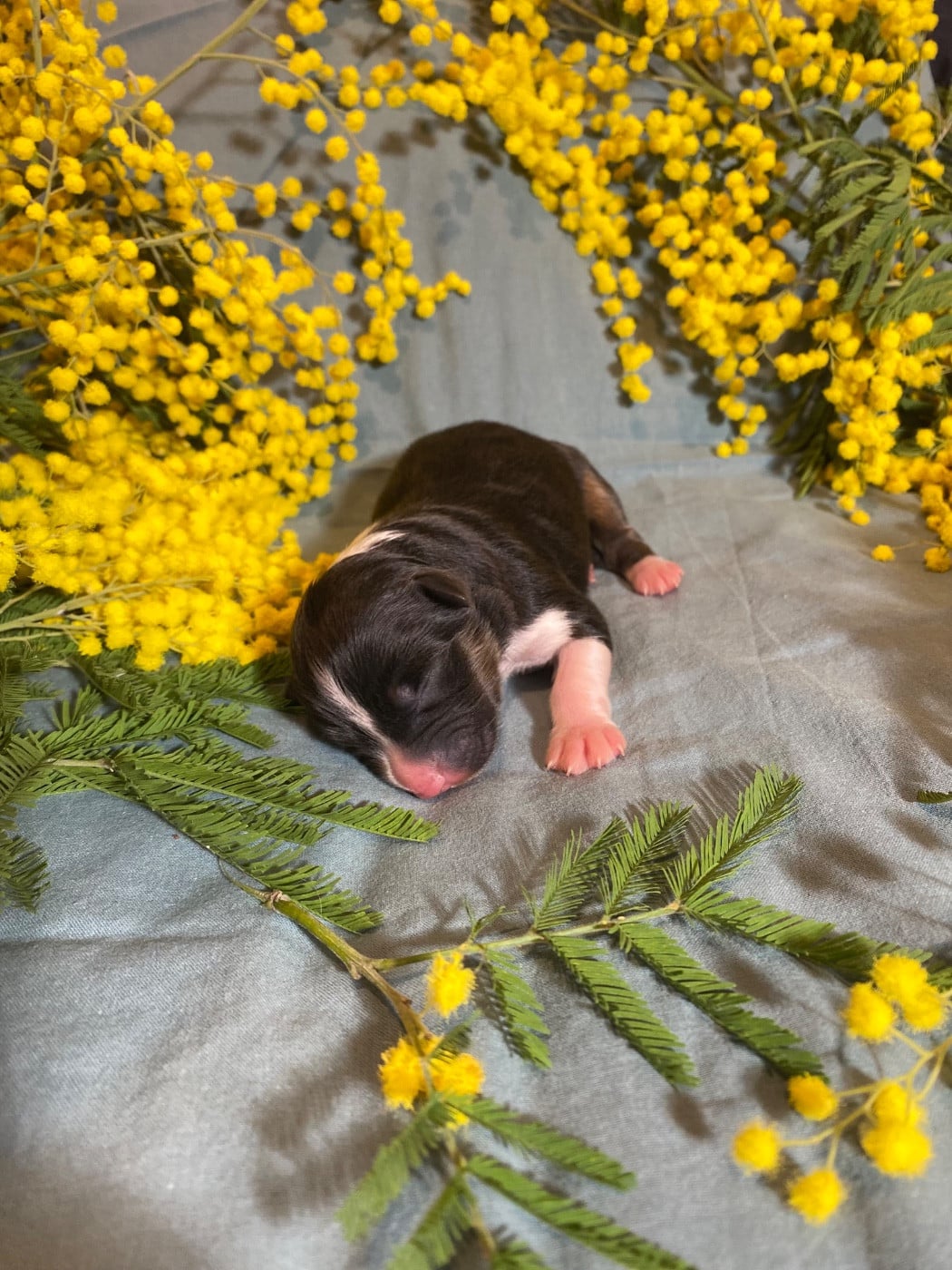 Blooming Bellis Perenis