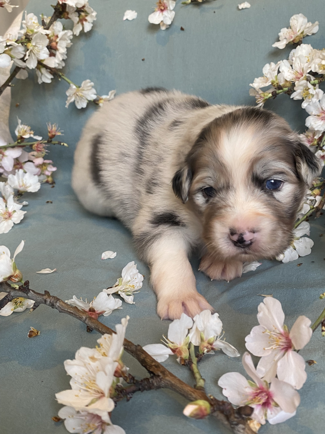 Blooming Fairy Primrose