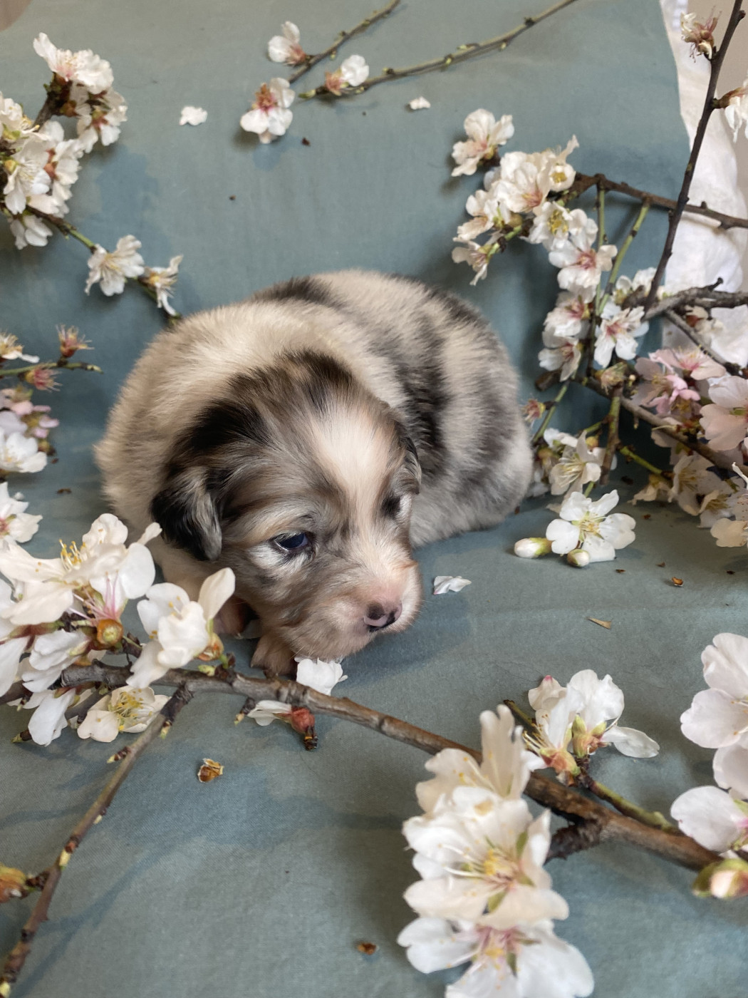 Blooming Fairy Primrose