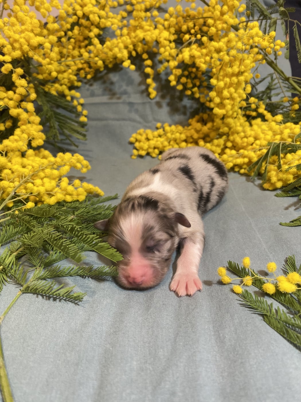 Blooming Fairy Primrose