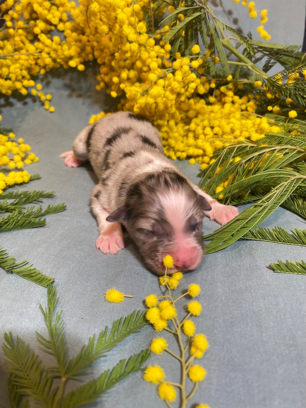 Blooming Fairy Primrose