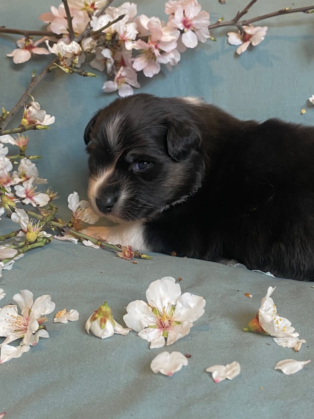 Blooming Iris Aphylla