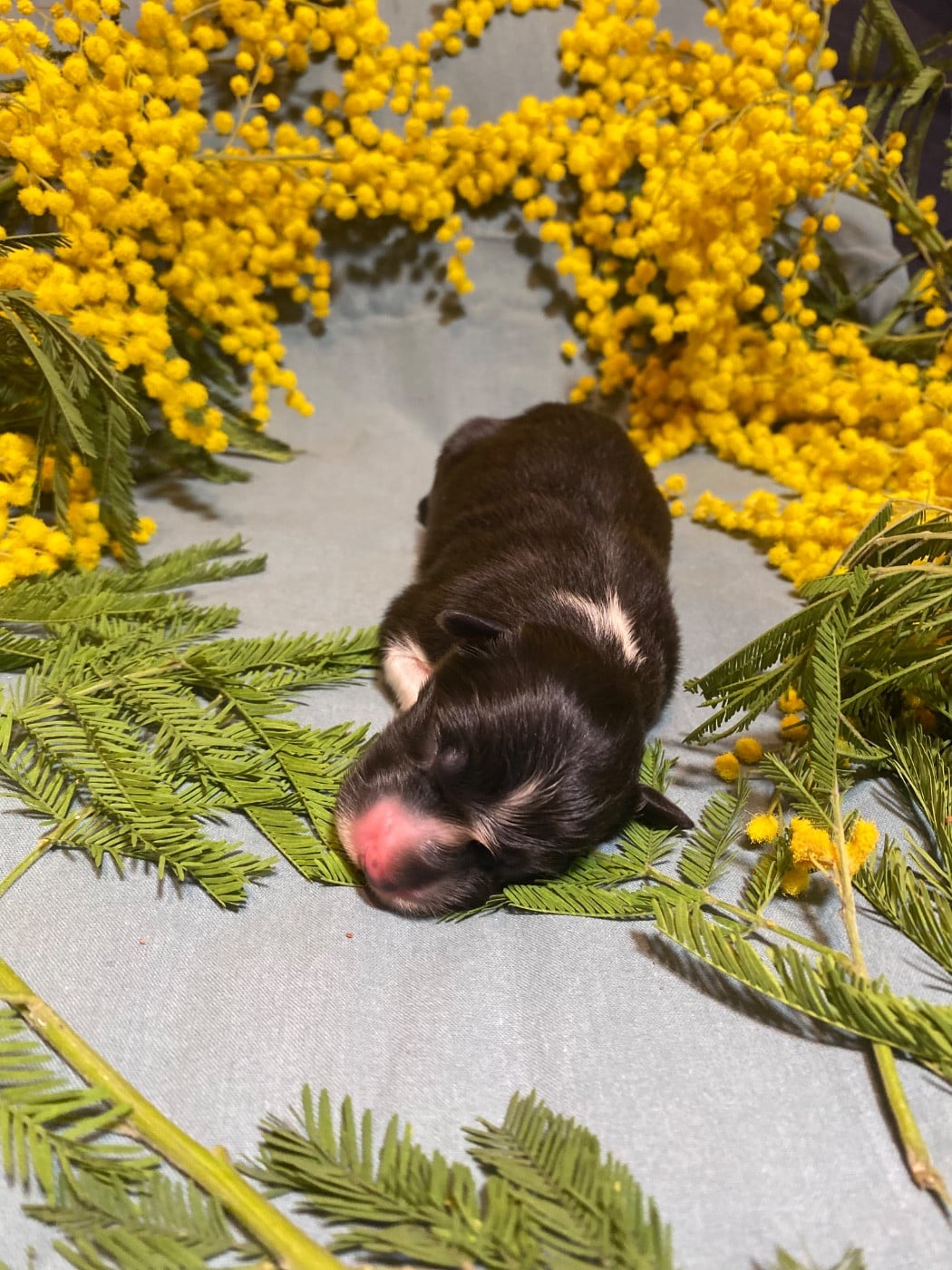 Blooming Iris Aphylla