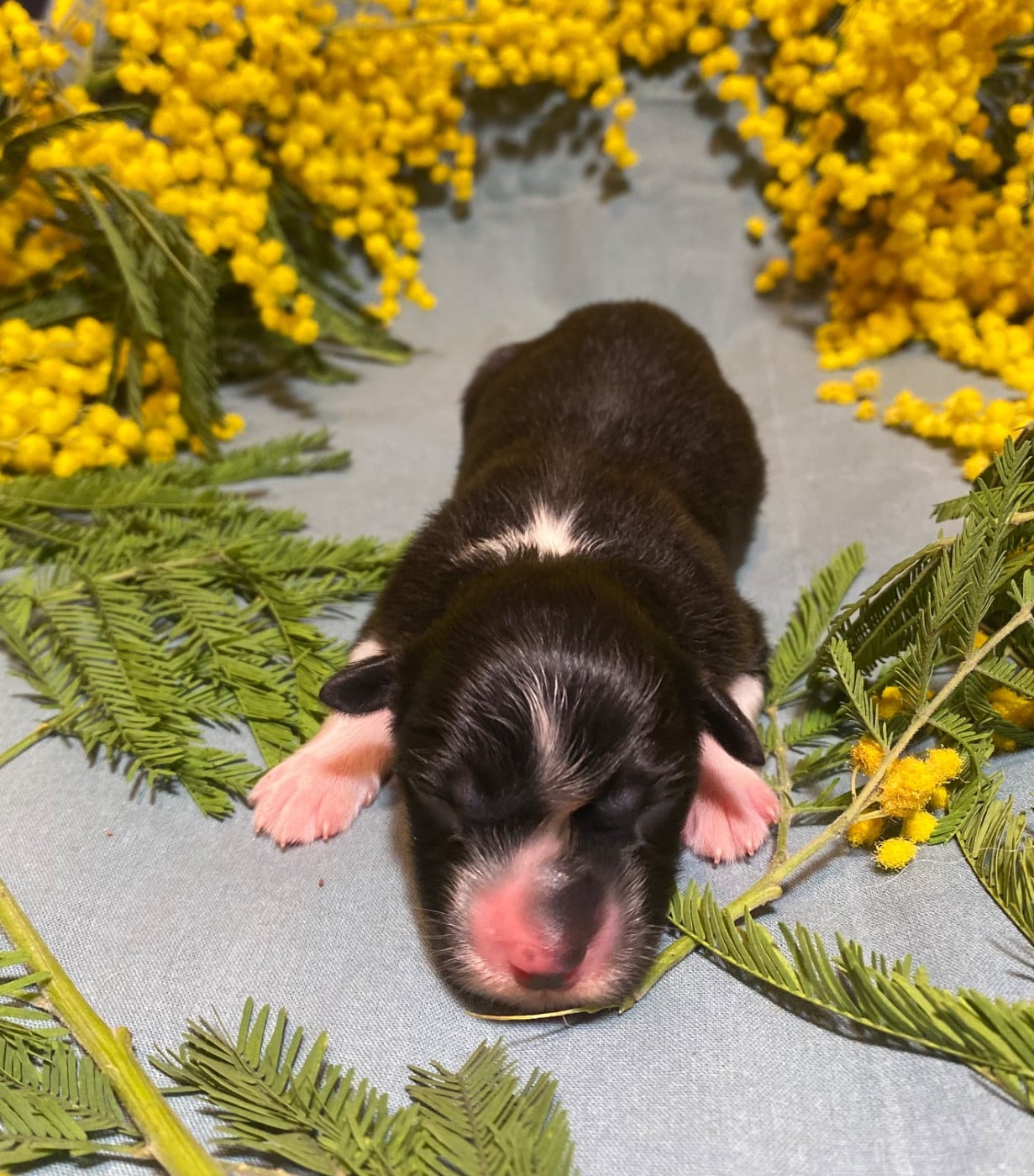 Blooming Iris Aphylla