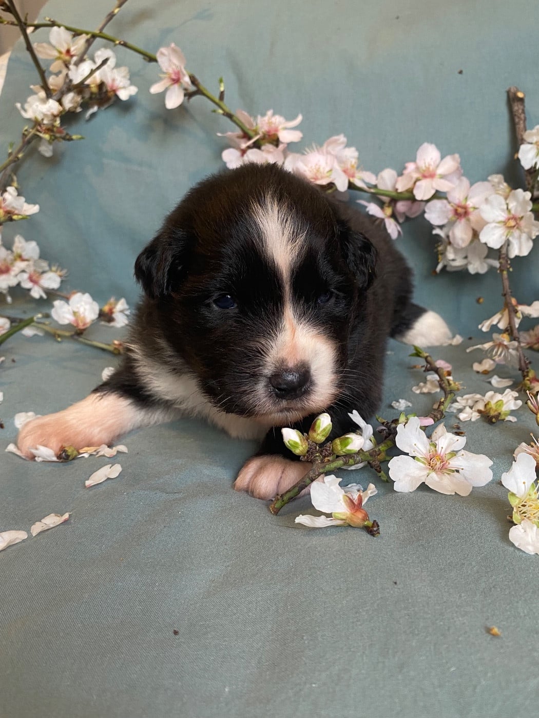 Blooming Oxalis Pes-Caprae