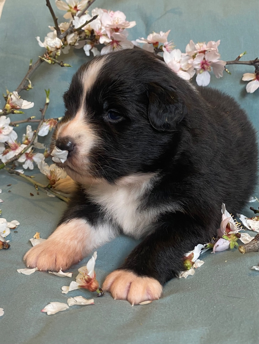 Blooming Oxalis Pes-Caprae