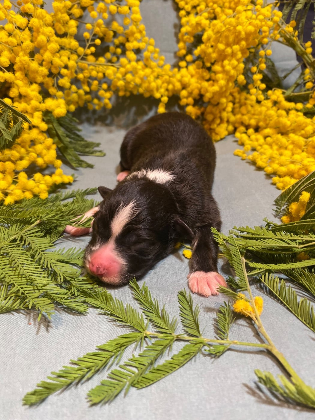 Blooming Oxalis Pes-Caprae