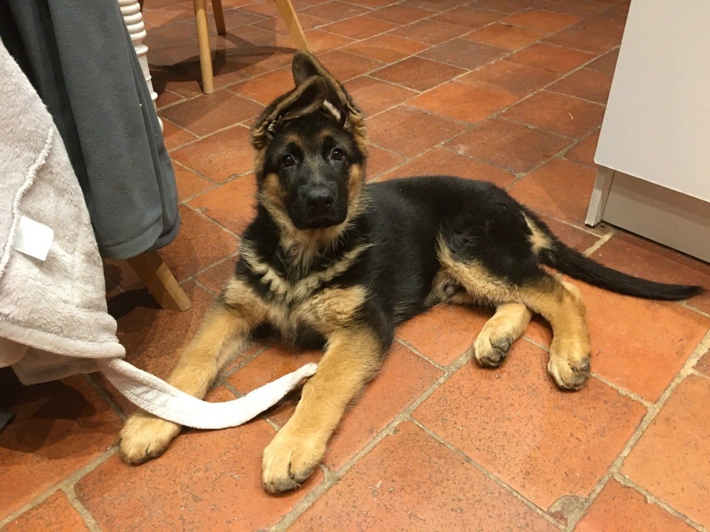 Silver star De La Tribu Des Plaines