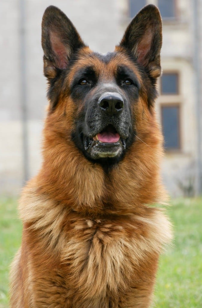 Silver star De La Tribu Des Plaines