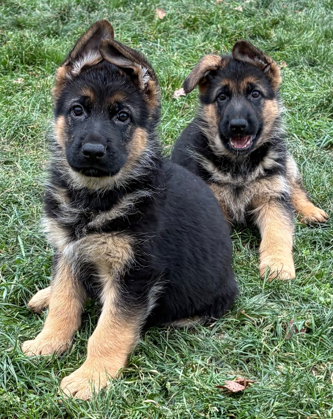 Chiot Berger Allemand