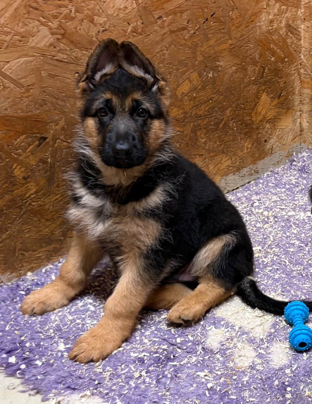 Berger Allemand - du Vent de Traverse