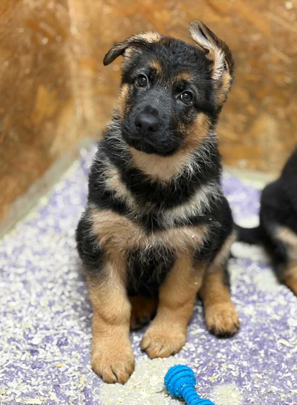 Berger Allemand - du Vent de Traverse