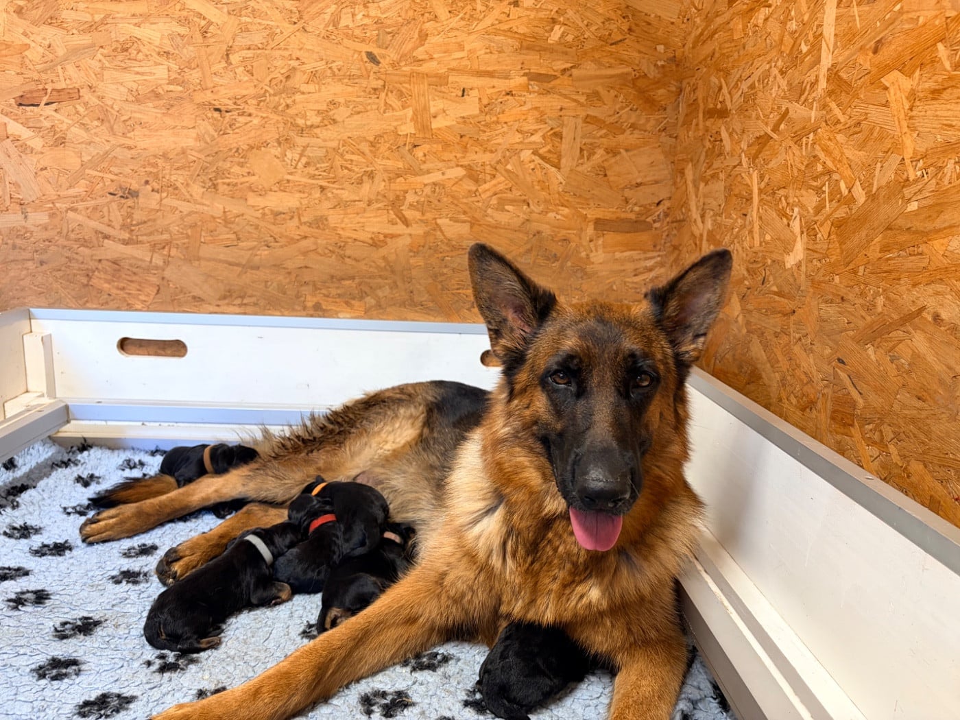 CHIOT 8 - poils longs - Berger Allemand