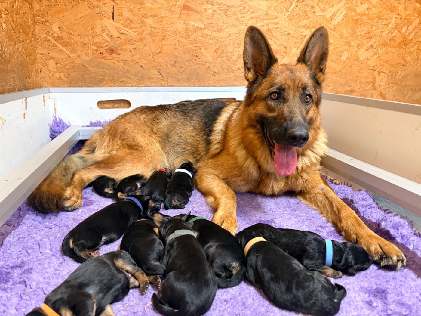 Chiot Berger Allemand