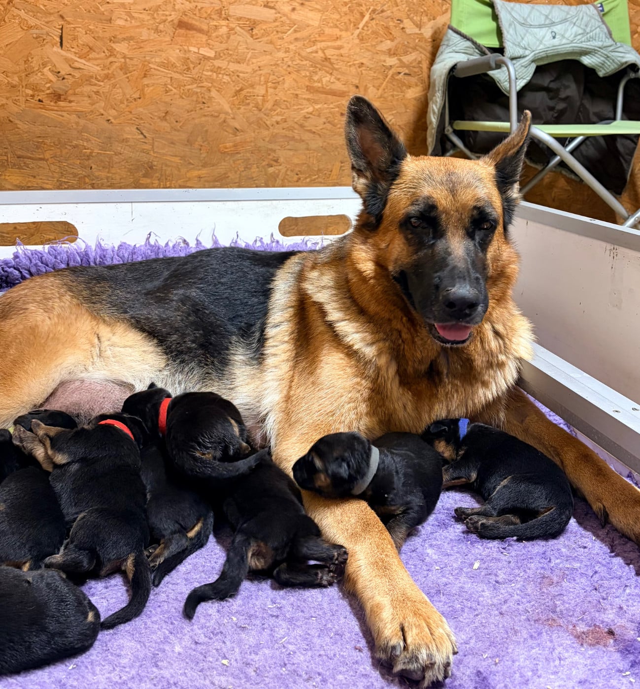 CHIOT 9 - Berger Allemand