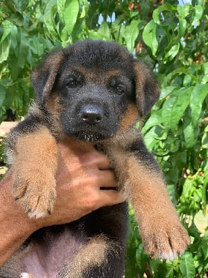 Les chiots de Berger Allemand
