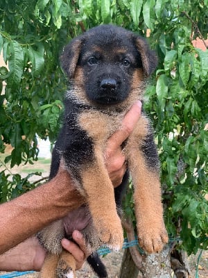 Les chiots de Berger Allemand