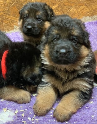 Les chiots de Berger Allemand