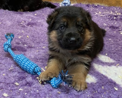 Les chiots de Berger Allemand