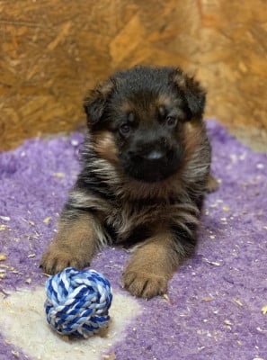Les chiots de Berger Allemand