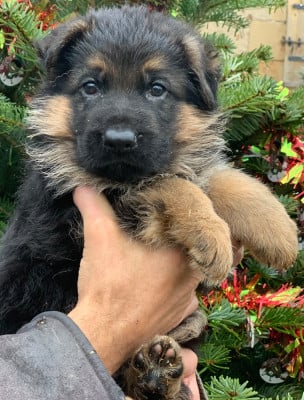 Les chiots de Berger Allemand