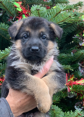 Les chiots de Berger Allemand