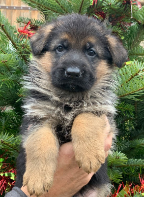 Les chiots de Berger Allemand