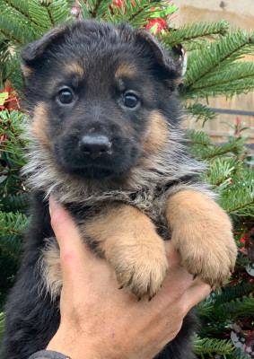 Les chiots de Berger Allemand