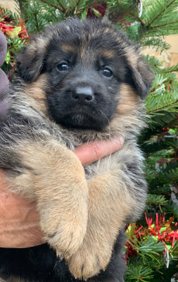 Les chiots de Berger Allemand