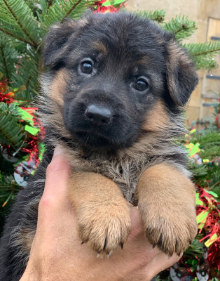 Les chiots de Berger Allemand