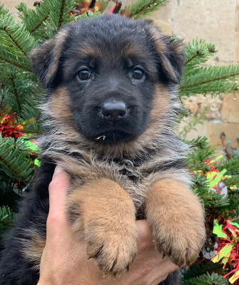 Les chiots de Berger Allemand