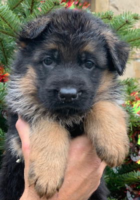 Les chiots de Berger Allemand