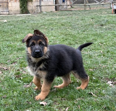 Les chiots de Berger Allemand