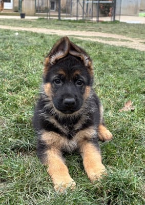 Les chiots de Berger Allemand