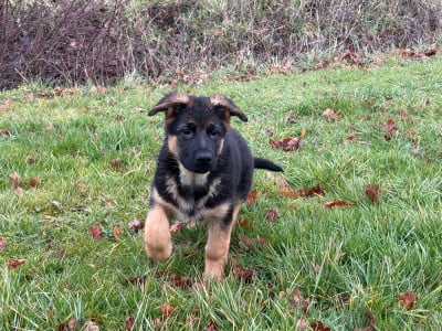 Les chiots de Berger Allemand