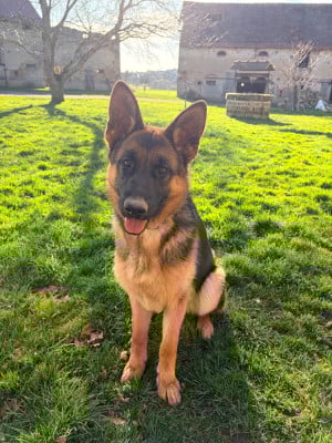 Les chiots de Berger Allemand