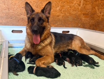 Les chiots de Berger Allemand