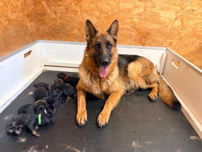 Les chiots de Berger Allemand