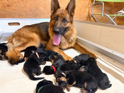 Les chiots de Berger Allemand