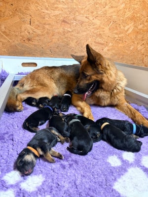 Les chiots de Berger Allemand