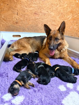 Les chiots de Berger Allemand