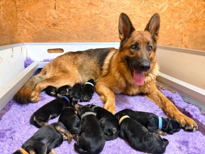 Les chiots de Berger Allemand